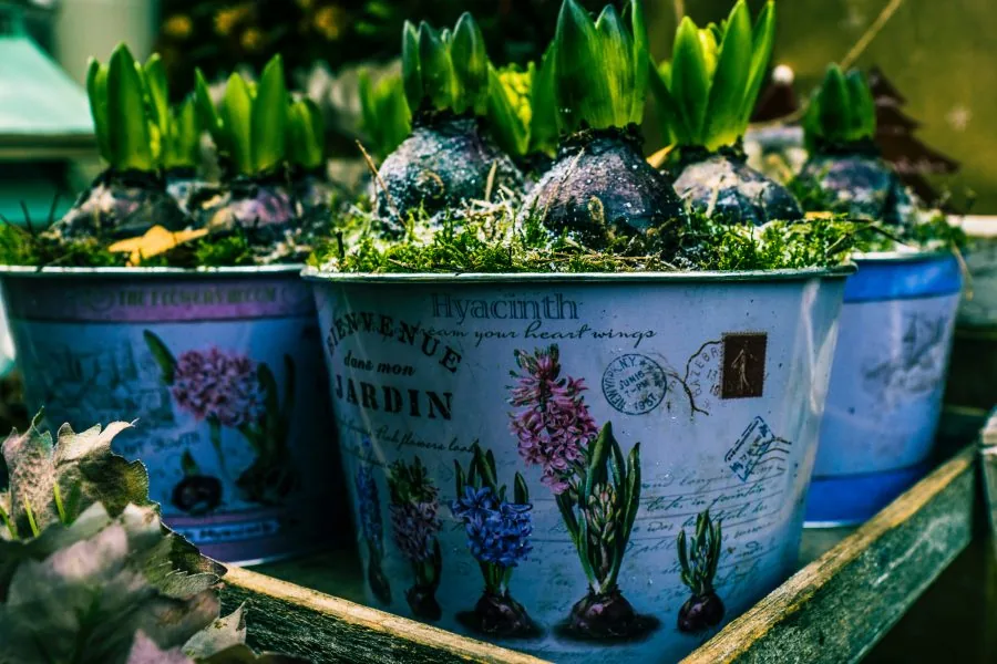 agriculture-beautiful-botanical-776267