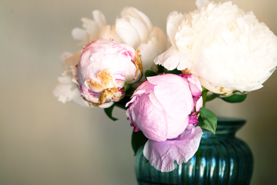 beautiful-bloom-blossom-1608527.png